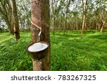 Rubber tree and bowl filled...