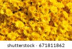 Yellow chrysanthemums daisy...