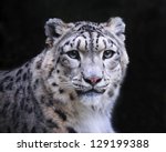 Isolated Snow Leopard On Black...