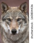 Wolf Face image - Free stock photo - Public Domain photo - CC0 Images