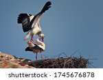 White Storks  Ciconia Ciconia ...