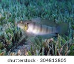 Small photo of Tailspot goby sifting sand for food through its gill rakers
