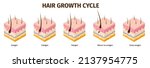 isometric hair follicle growth... | Shutterstock .eps vector #2137954775