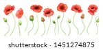 red poppy frame on white... | Shutterstock . vector #1451274875