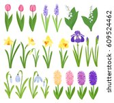 Spring Flowers. Irises  Lilies...