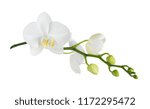 White Flower Of A Phalaenopsis...