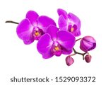 Purple Flower Of A Phalaenopsis ...
