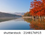Beautiful amazing landscape in lake Sukko. Travel nature panorama. Inspiring red cypress trees in sunrise autumn water. Russia Caucasus sights. 