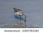 Small photo of Grey-tailed Tattler catching a crab in the beach.