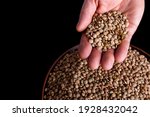 Raw Grains Of Lentils In Hand...