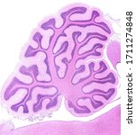 Small photo of Sagittal section of a rabbit cerebellum showing many ramified cerebellar folia. In each folium the molecular and granular layers and the central axis of white matter can be seen. HE stain