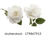 white rose isolated on white background 