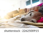 Small photo of Old beagle dog sleeping on the couch after a surgical operation. The room is illuminated by sun rays coming in through the window