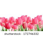 Spring Tulips Isolated On White ...