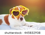 Dog Sunning In Glasses  Hidden...