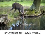 A red deer shouting drinking in a small river