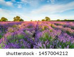 Lavender Fields In Full Bloom...