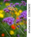 Small photo of In diesem Makro-Bild ist eine Schmetterling (Distelfalter - Vanessa cardui) auf einer Pflanze zusehen. In this macro image is to get to see a butterfly (Vanessa cardui or Painted Lady) at a plant.