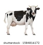 Cow Isolated On White...