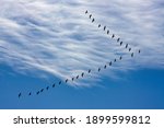 Canada geese in v formation in...