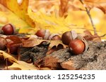 Brown Acorns On Autumn Leaves ...
