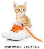 Cute Little Red Kitten In Shoes ...