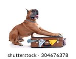 Beautiful Boxer Dog On Suitcase ...