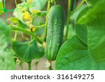 Cucumber Growing In Garden