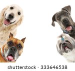 Dogs Isolated On White