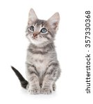 Cute Little Grey Kitten ...