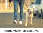 Owner And Labrador Dog Walking...