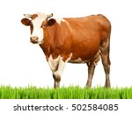 Cow On White Background. Farm...
