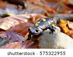 Spotted Salamander On Ground ...