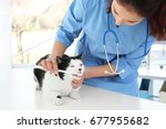 Veterinarian Brushing Cat's...