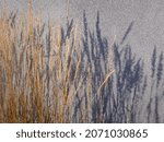 Dry Autumn Grass  Cattails ...