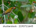 Yellow-bellied Flowerpecker (Dicaeum melanoxanthum) female , beautiful bird eating fruit  on branch in the nature