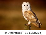 A Wild Barn Owl