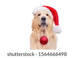 Close-up portrait of a golden retriever with a Christmas hat on head