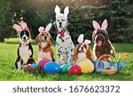 A Group Of Dogs With Bunny Ears ...