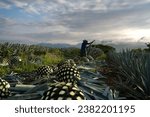 Small photo of At dawn the farmer is cutting several agave plants in the field of Tequila Jalisco.