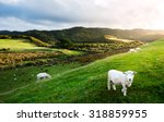 Sheep In New Zealand.