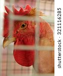 Bald Rooster In A Cage. Bald...