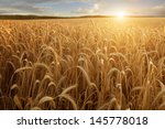 A Wheat Field With The Sun...