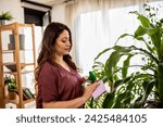 Small photo of Woman hand wiping dust off green leaves of fiddle leaf fig, ficus lyrata. Woman cleaning indoor plants, taking care of houseplants.