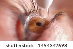 Small photo of MACRO: Shiny clear brown eye twitches before application of eye drops to sooth irritation. Mascara covered lashes flinch when droplet hits eyeball. Female applying water drops to eyeball.
