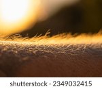 LENS FLARE, MACRO: Skin reacts to a cold summer breeze at start of the day. Detailed view of a hairy human arm with goosebumps on skin surface and upright body hairs glowing in golden morning light.