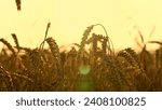 Small photo of Yellow wheat field, ears of wheat swaying in wind. Golden ears of grain slowly sway in wind closeup. Ripening wheat field on summer evening. Agricultural industry. Ripe wheat harvest. Growing grain
