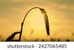 Small photo of Growing ear grain Ripening wheat field on summer evening. Agricultural industry. Yellow wheat field, ears of wheat swaying in wind. Golden ears of grain slowly sway in wind closeup. Ripe wheat harvest