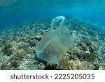 Small photo of A plastic bag drifts over a coral reef in Indonesia. Plastics can carry harmful pathogens, thereby spreading disease. Plastics can also smother or abrade corals.