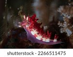 Small photo of A small, colorful nudibranch feeds on hydroids on a coral reef in Indonesia. Nudibranchs have evolved to display warning coloration to potential predators due to either poison or potential to sting.